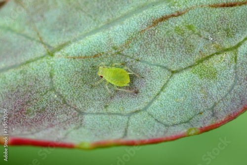 Wingless aphid on a green leaf. photo