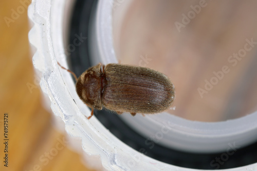 Biscuit, drugstore or bread beetle (Stegobium paniceum). photo