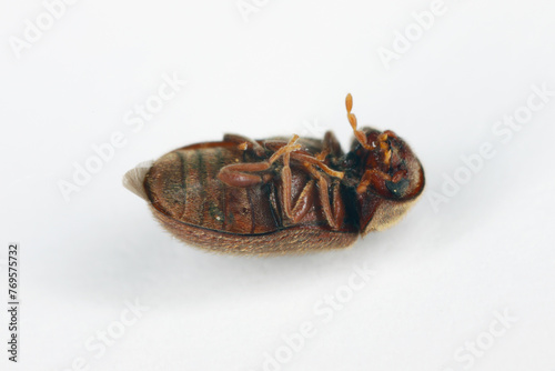 Biscuit, drugstore or bread beetle (Stegobium paniceum), dead adult stored product pest lying on back. photo