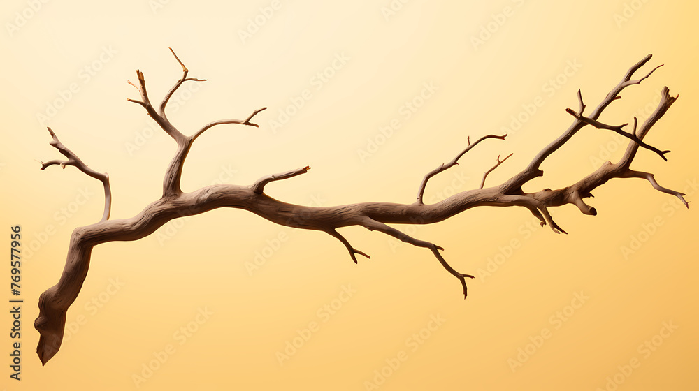 Fototapeta premium dry tree trunk