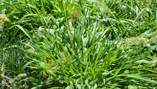 close up green grass background, nature plant leaf