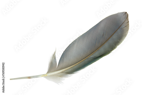 Beautiful macaw parrot feather bird isolated on white background