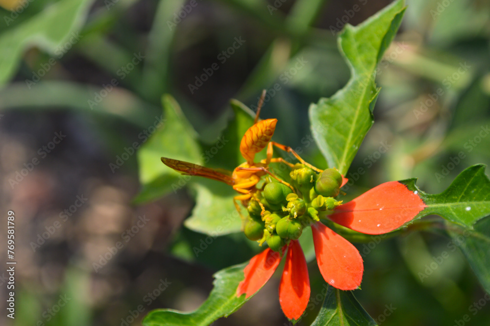 Close up of yellow wild wasp on a flower, nature wildlife animal Close up of yellow wild wasp on a flower, nature wildlife animal
