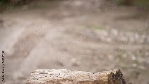 Chopping wood slow motion. Worker chopping wood outdoors. Logging as alternative sources of heating photo