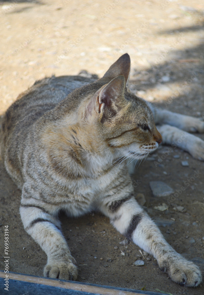 Close up of Big female cat relaxing in garden, animal domestics pet Close up of Big female cat relaxing in garden, animal domestics pet