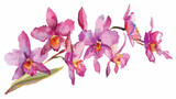 Dendrobium Orchid Flat vector isolated on
