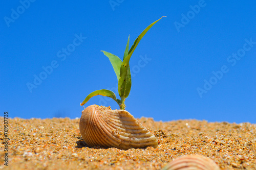 Small plant in seashell on the beach, blue sky coastline landscape background