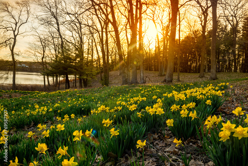   yellow daffodils blooming on the hills in the forest at sunset. The rays of the sun through the trees illuminate the flowers.