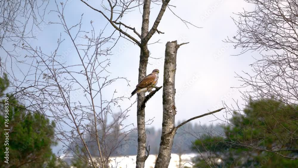 Beautiful falcon sits on the tree in a forest in windy weather and looks around. The wind blows the trees around.