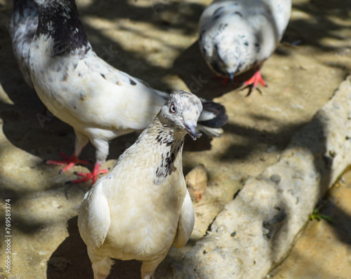 Fototapeta Naklejka Na Ścianę i Meble -  a pair of pigeons, domestic pet birds feeding