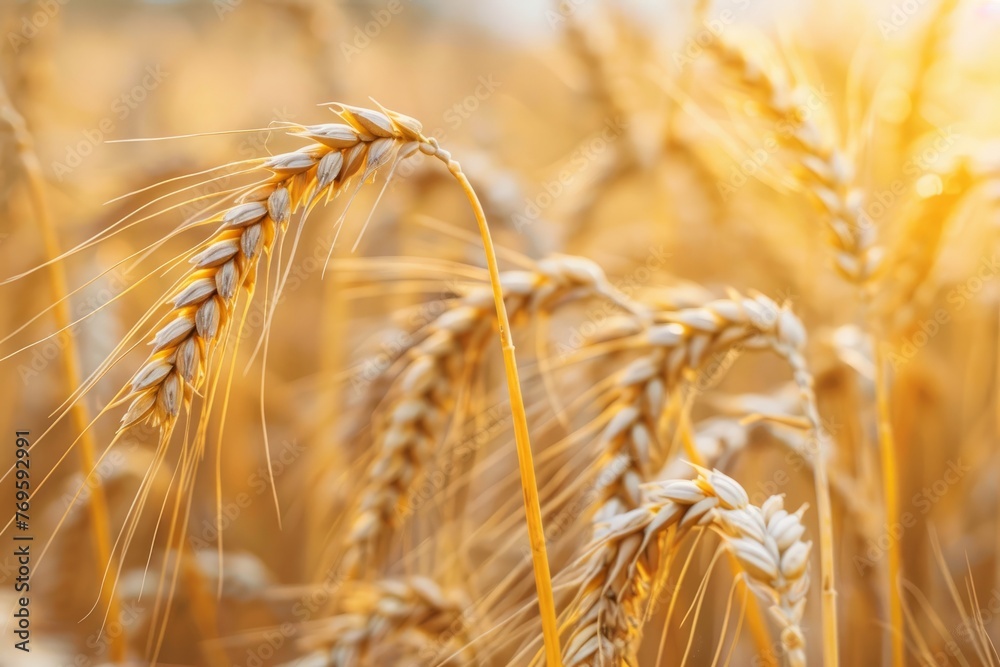 close up, Beautiful summer field of ripe wheats on sunny day, Selective focus close up, Beautiful summer field of ripe wheats on sunny day, Selective focus