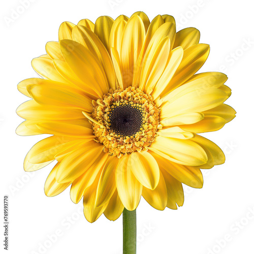 a single blooming sunflower   isolated on a transparent background. PNG  cutout  or clipping path