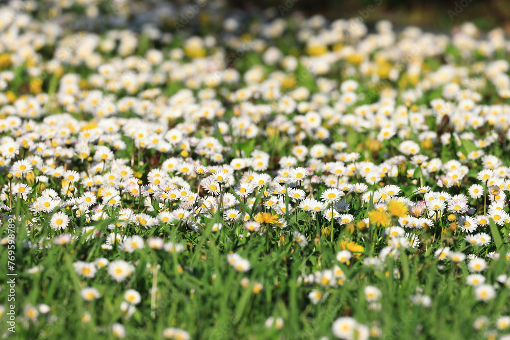Fototapeta premium Daisies flowers on meadow at beautiful spring sunny day