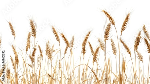 Ripe wheat in the field,white background