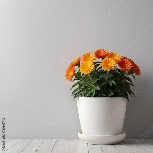 plants are flowers in pots on a light white background. copy space