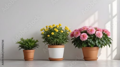 plants are flowers in pots on a light white background. copy space © Эля Эля