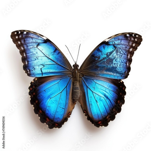 Blue Morpho Butterfly isolated on white background