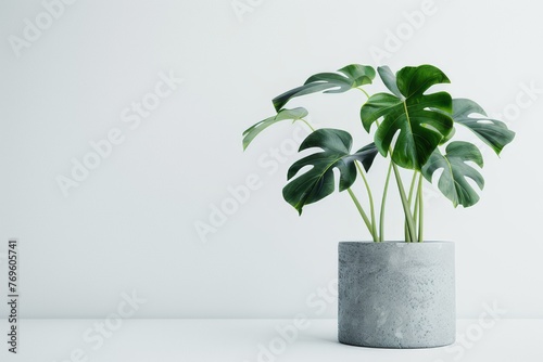 Monstera deliciosa, a large-leaved house plant, in a gray pot against a white background.