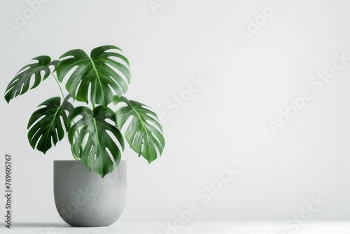 Monstera deliciosa, a large-leaved house plant, in a gray pot against a white background.