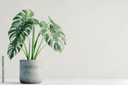 Monstera deliciosa, a large-leaved house plant, in a gray pot against a white background. photo