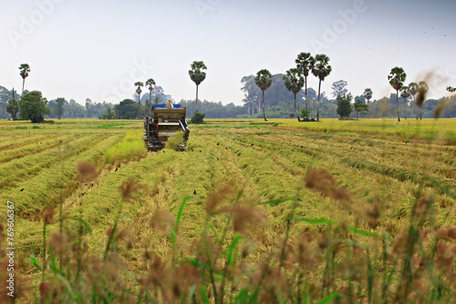 Rice harvester Harvesting rice in the rice field in Chainat Province, Thailand  photo