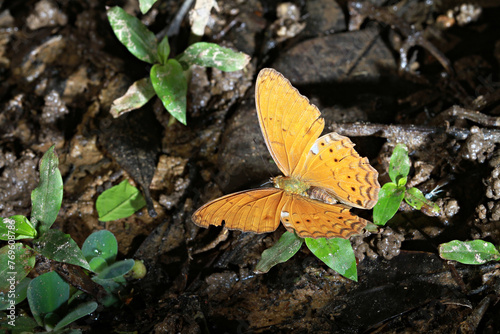 The Lemon Emigrant butterfly is drying its wings on the sand. Pang Sida National Park, Sa Kaeo Province, Thailand 