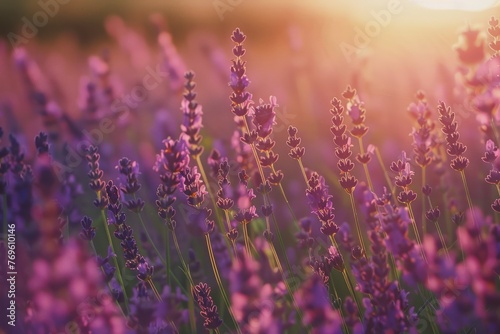 A breathtaking lavender field with soft shades of lilac and pastel pinks and blues. The blooming flowers sway in the gentle breeze, creating a tranquil and serene atmosphere. A picturesque landscape