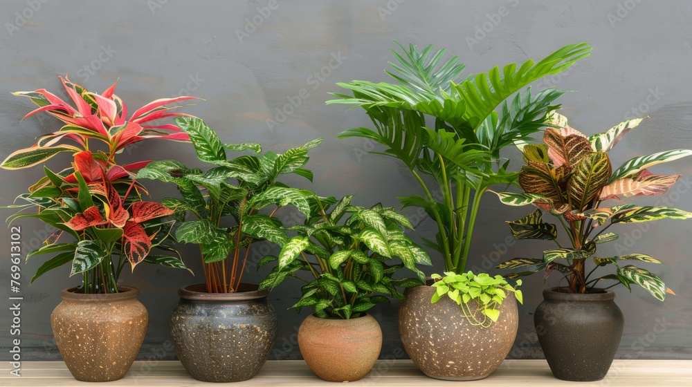 flower pots with different house plants on a background of a gray wall, interior landscaping concept,