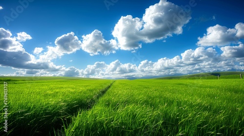 A field of green grass with a blue sky in the background