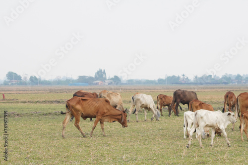 Cow in the green grass