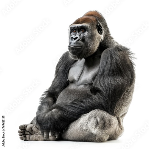 Gorilla isolated on white background © thesweetsheep