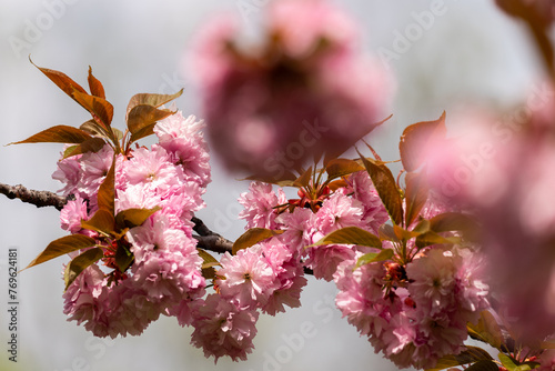 Spring Flowers (ID: 769624181)