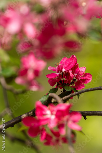 Spring Flowers (ID: 769624357)