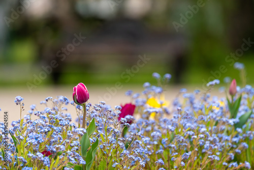 Spring Flowers (ID: 769624554)
