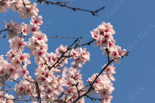 Spring Flowers (ID: 769624701)