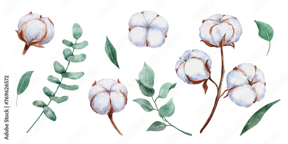 Hand drawn watercolor cotton plant, leaves and eucalyptus branch isolated on white background. Cotton flower drawing. Hand drawn watercolor cotton plant, leaves and eucalyptus branch isolated on white background. Cotton flower drawing.