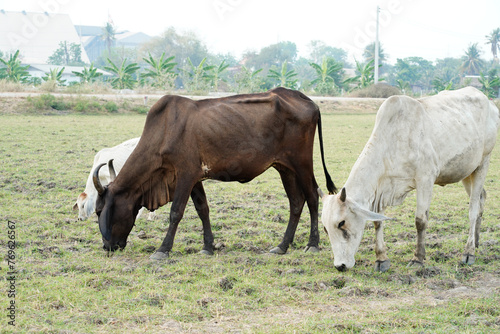 Cow in the green grass