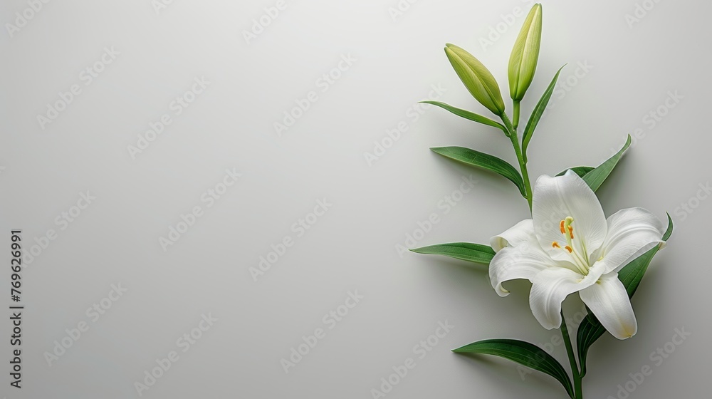 Funeral lily on white background with ample space for text placement and creative design