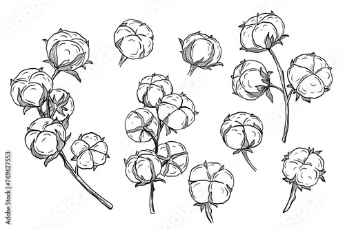 Hand drawn cotton branch set in engraving style isolated on white. Etch drawing sketch collection