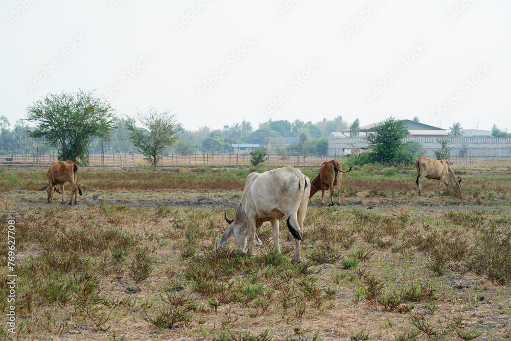 Fototapeta premium Cow in the green grass