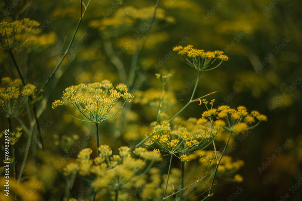 Obraz premium A field of dill flowers. 