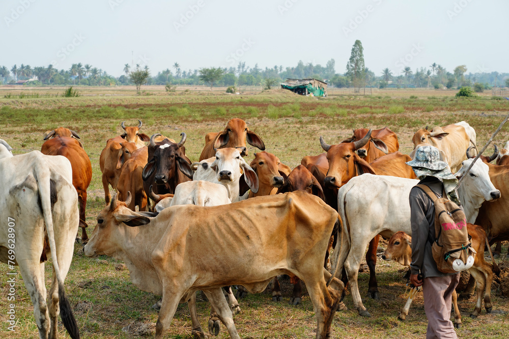 Obraz premium Cow in the green grass