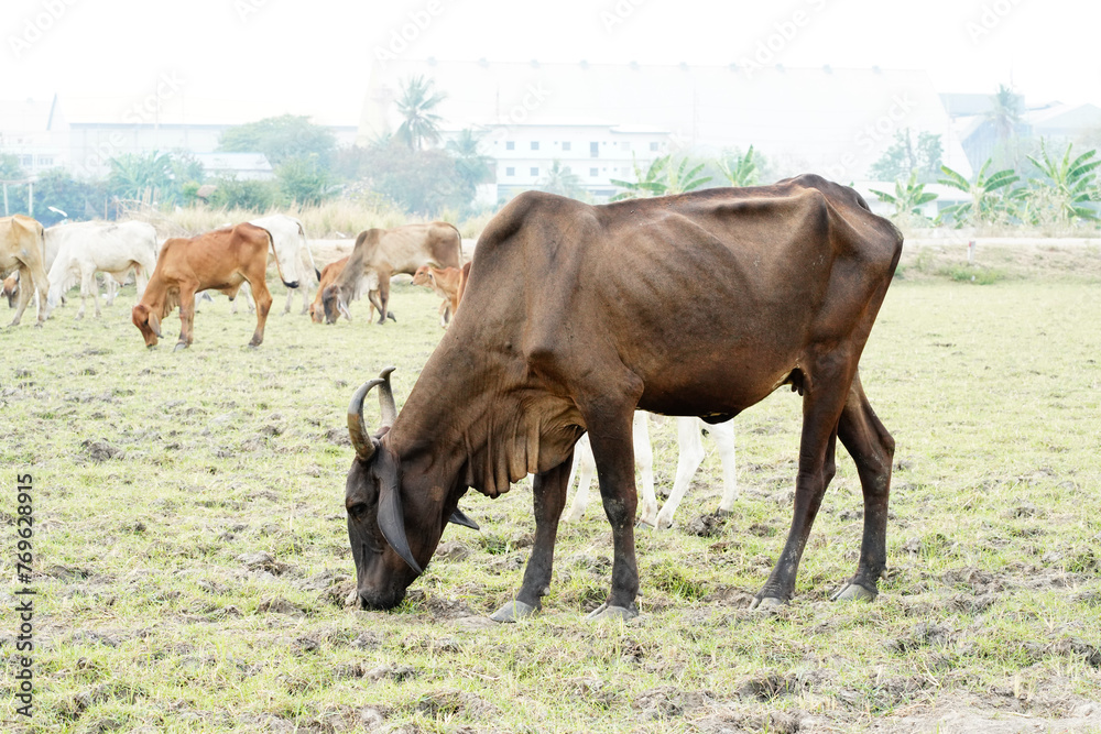 Cow in the green grass