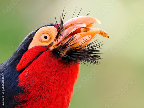 Profile portrait of bearded barbet (Lybius dubius) and eating a larva.  photo
