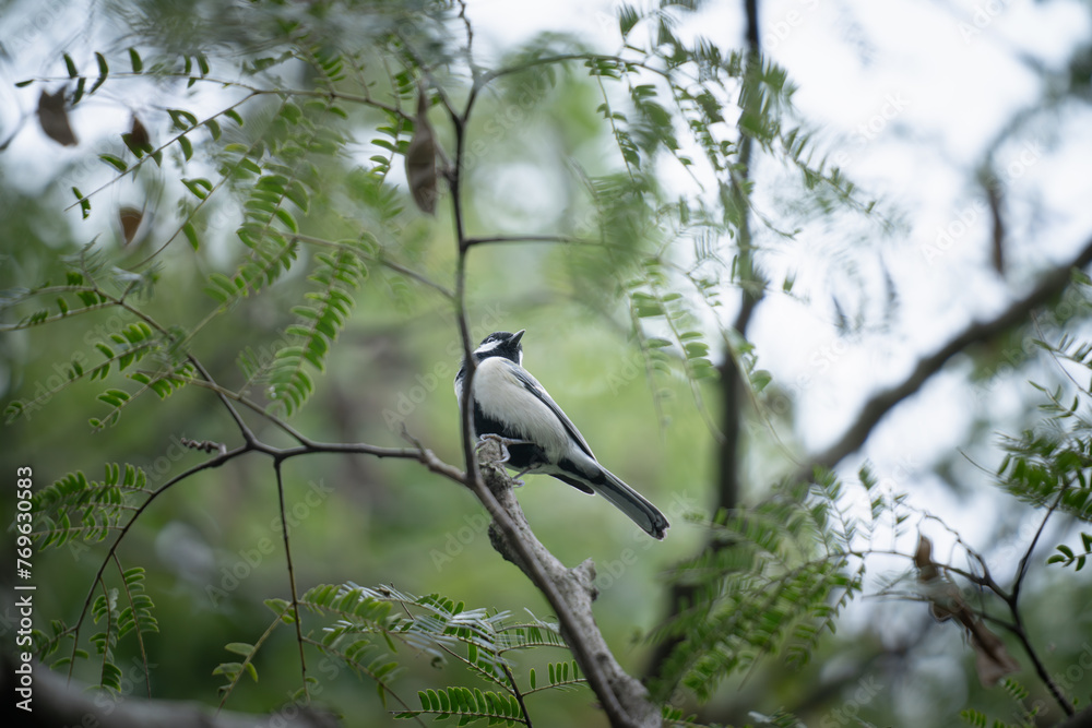 Obraz premium シジュウカラ