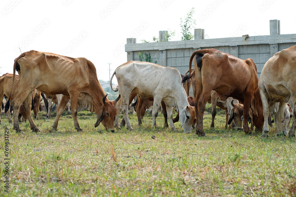 Cow in the green grass