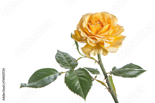 Isolated Yellow Rose on transparent background