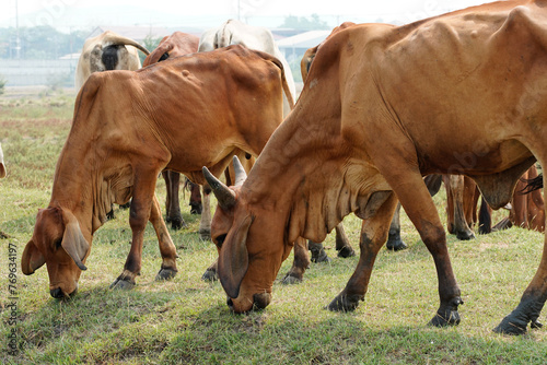 Cow in the green grass