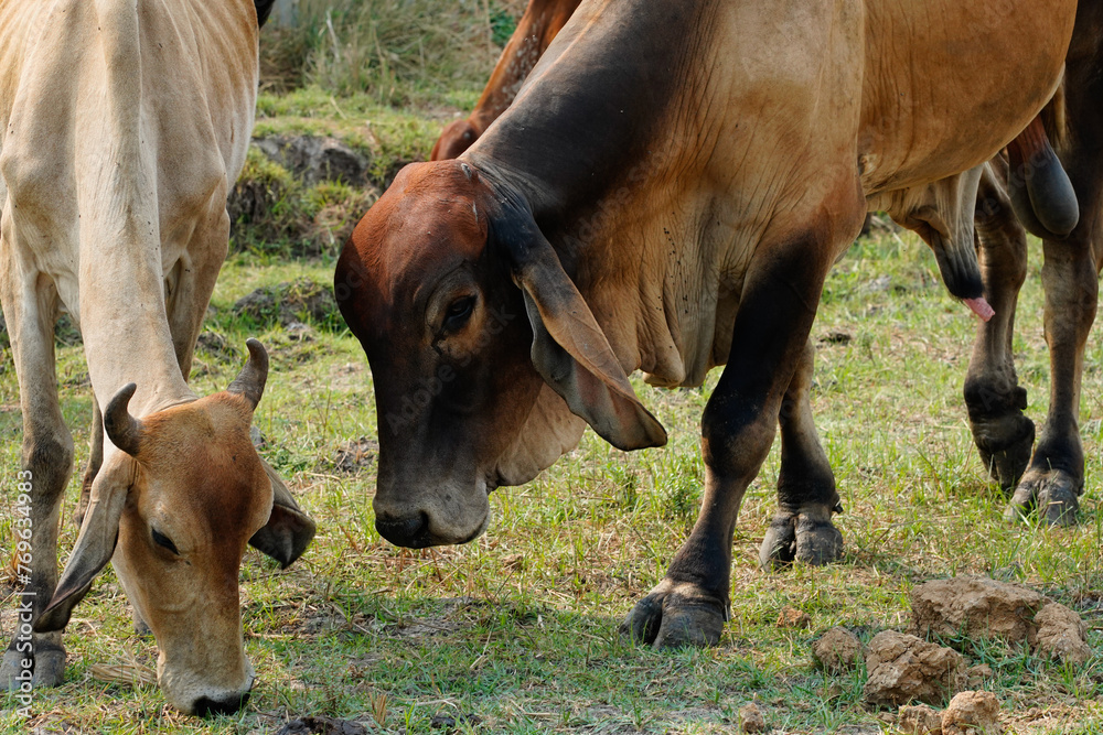 Cow in the green grass