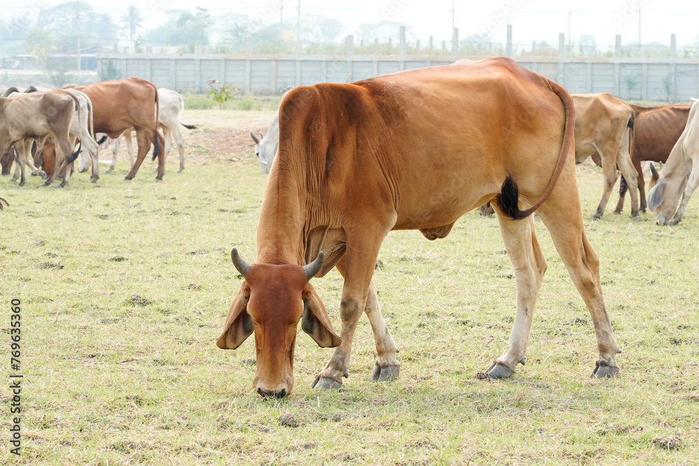 Fototapeta premium Cow in the green grass